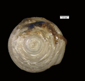 Media type: image; Malacology 154832